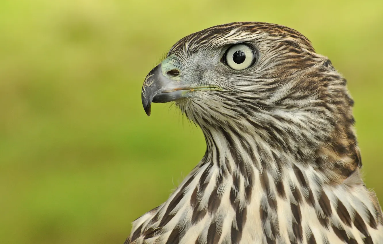 Photo wallpaper bird, predator, profile, Goshawk