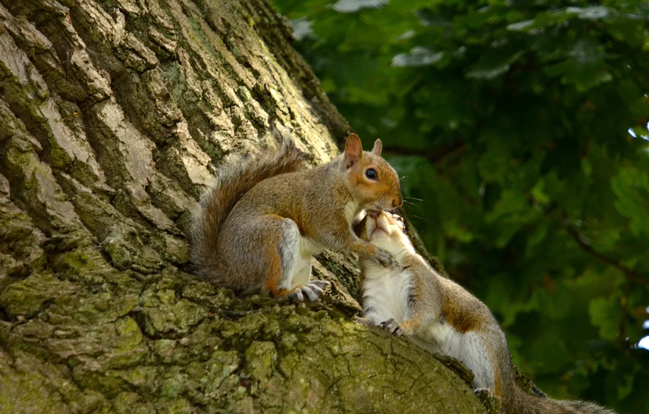 Photo wallpaper trees, love, bark, lovers, a couple, proteins, squirrel love