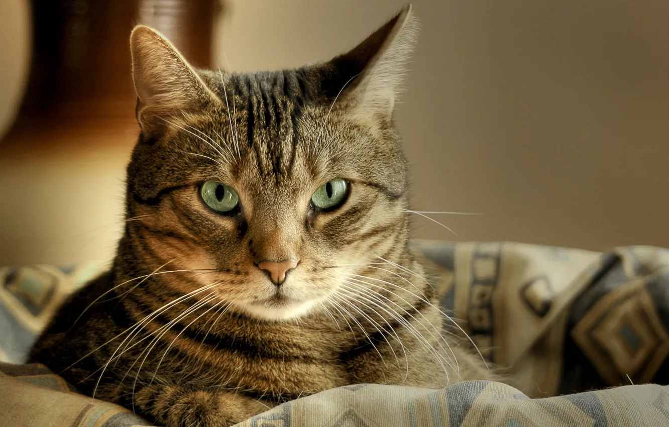 Photo wallpaper cat, cat, look, macro, basket, lies, striped, cat