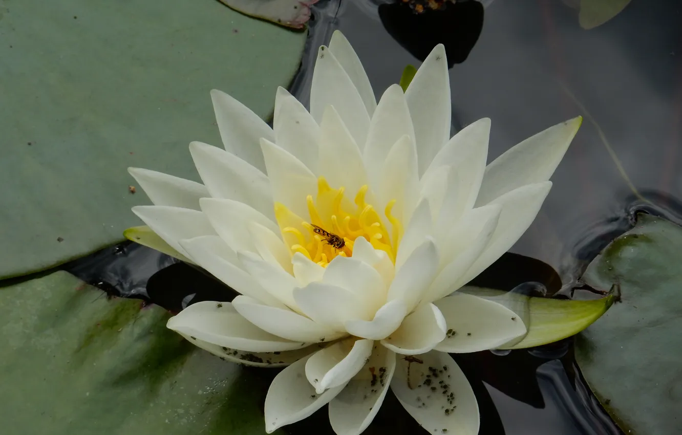Photo wallpaper flowers, pond, widescreen, wallpaper, widescreen, background, the Wallpapers, water Lily