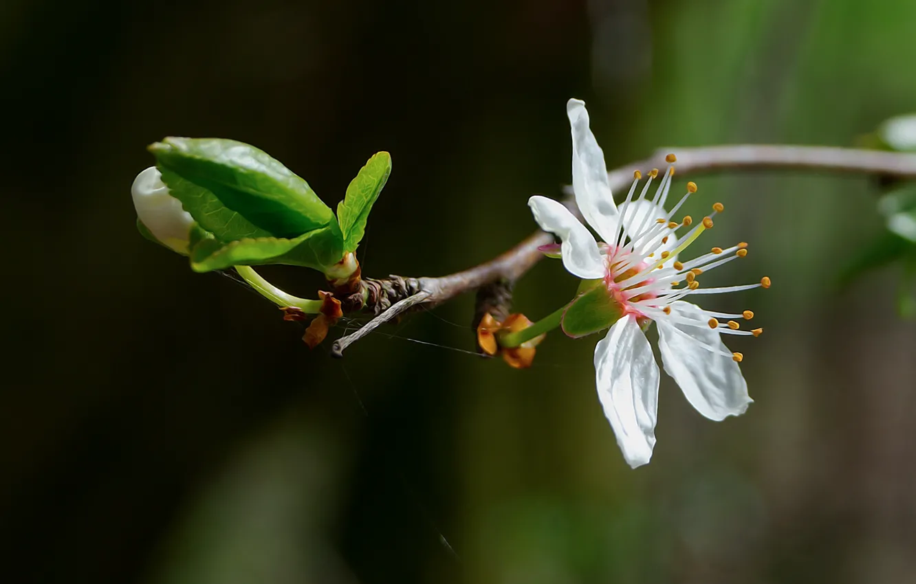 Photo wallpaper nature, Czech Republic, Flower cherry