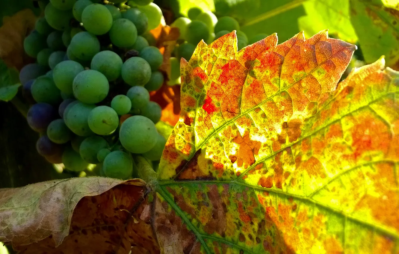 Photo wallpaper grapes, vine, raceme, grape leaves
