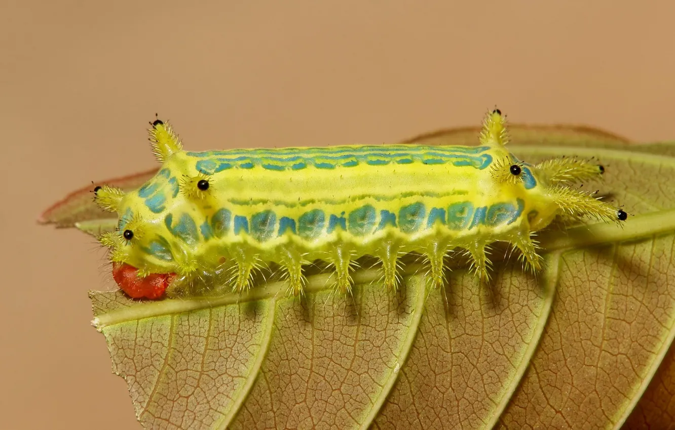 Photo wallpaper leaves, macro, caterpillar