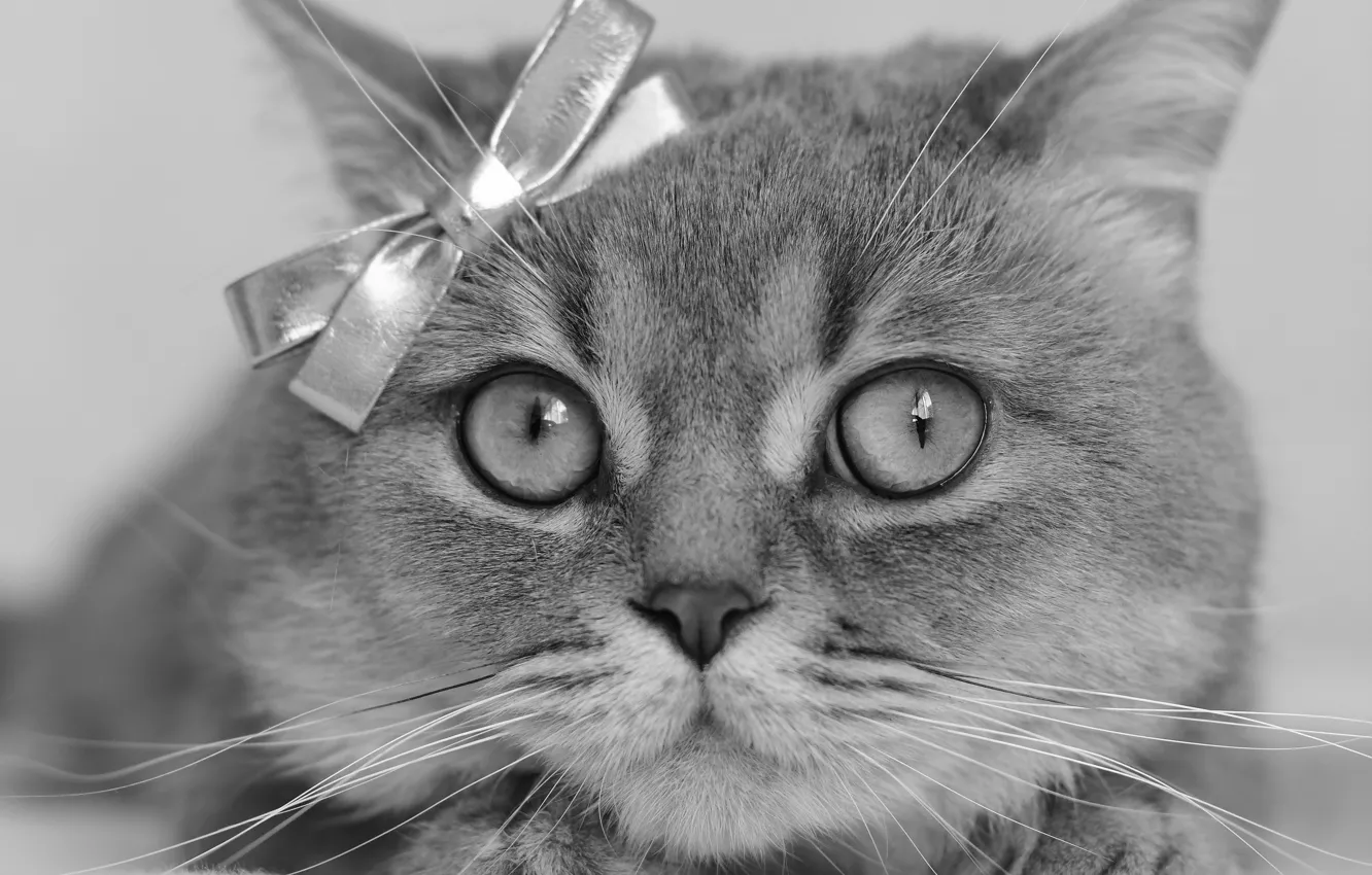 Photo wallpaper cat, look, portrait, muzzle, black and white, bow, monochrome, cat