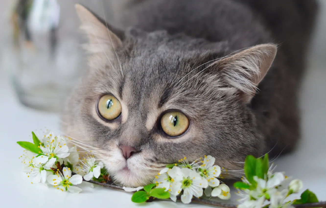 Photo wallpaper cat, look, flowers, branch