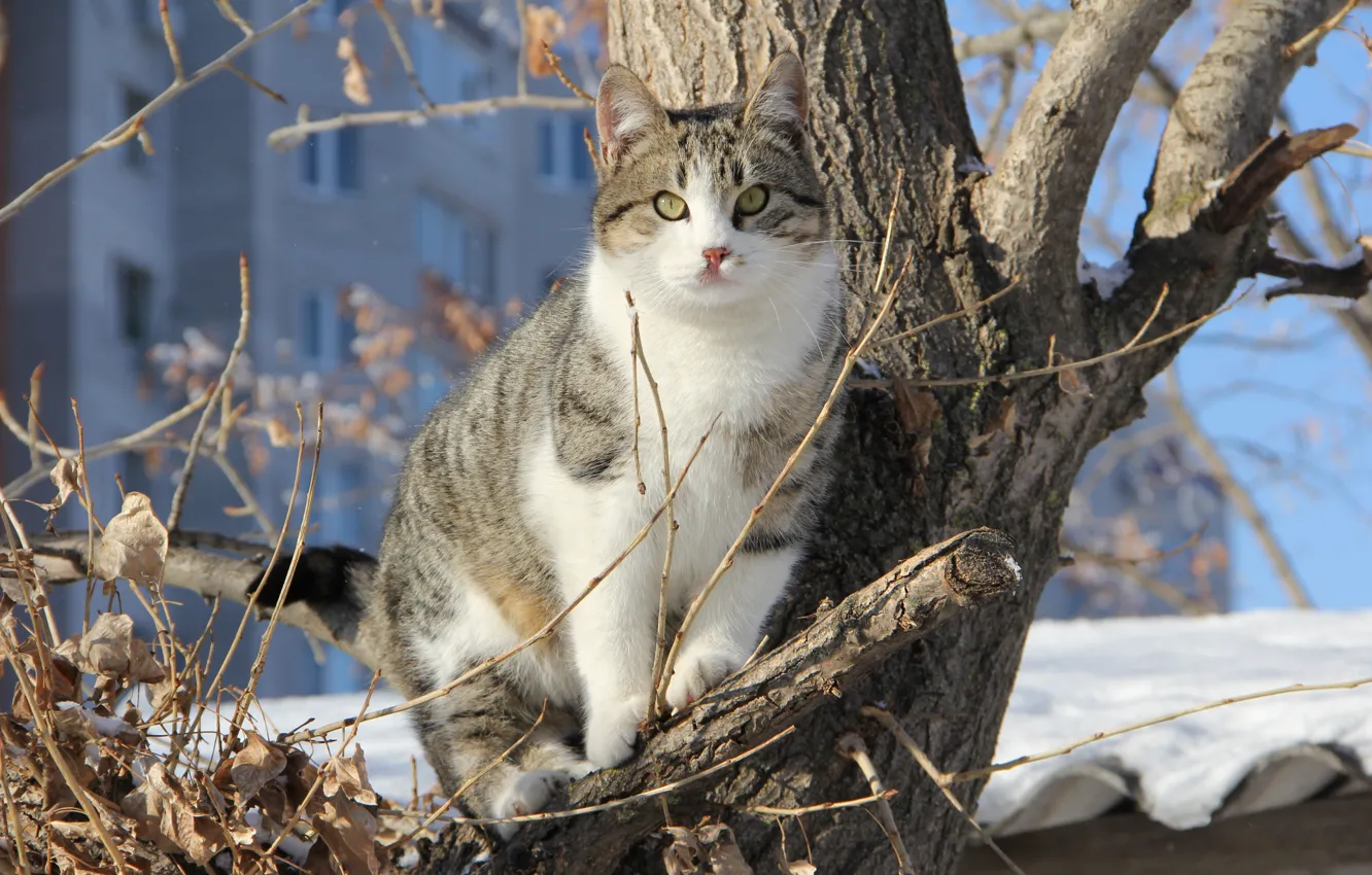 Photo wallpaper winter, cat, snow, trees, branches