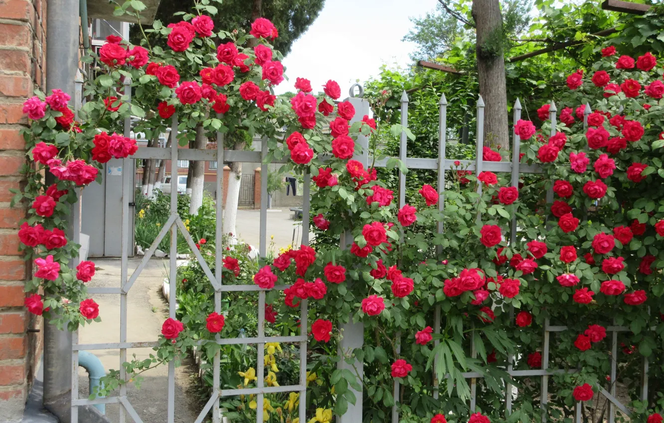Photo wallpaper red, roses, the bushes, Meduzanol ©, Summer 2018