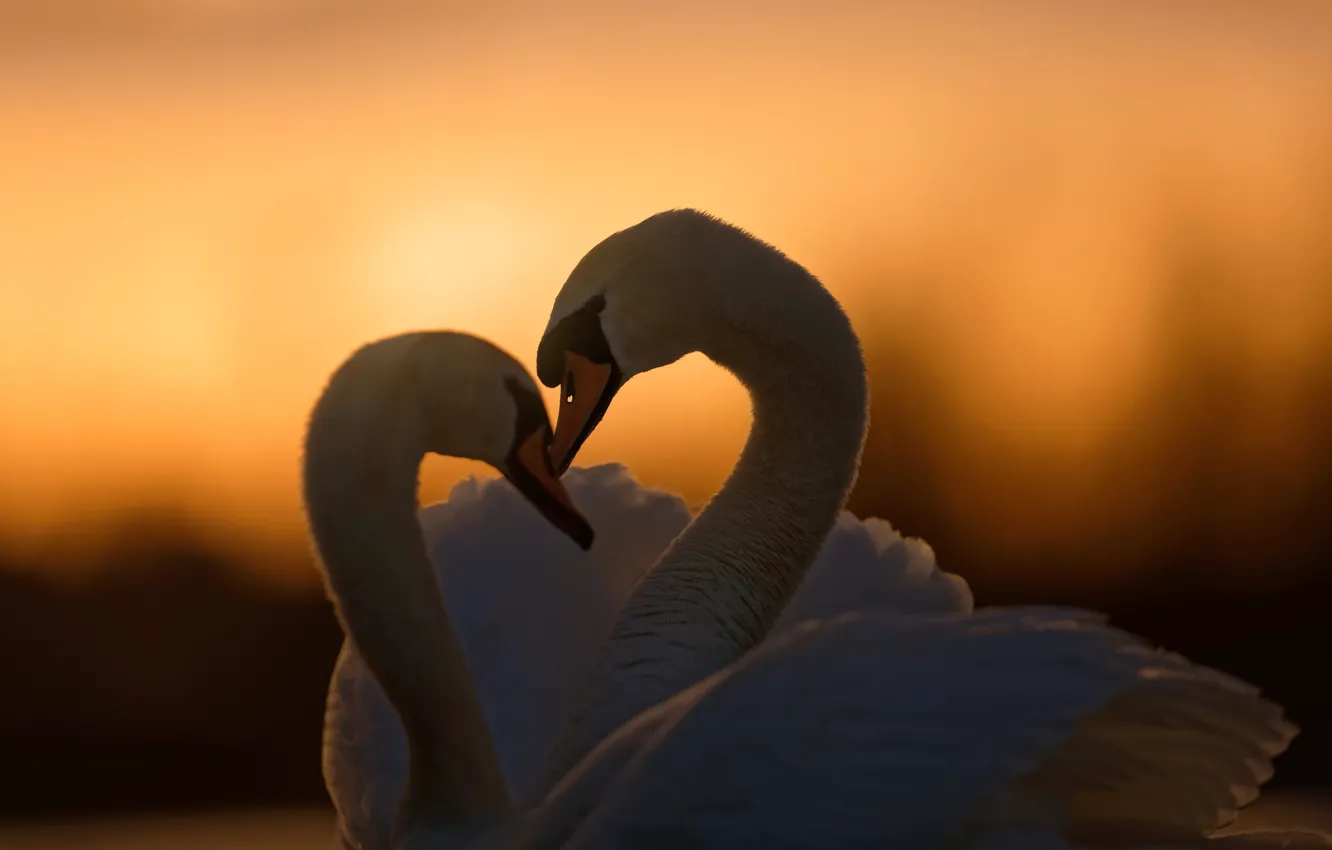Photo wallpaper love, sunset, birds, pair, a couple, swans