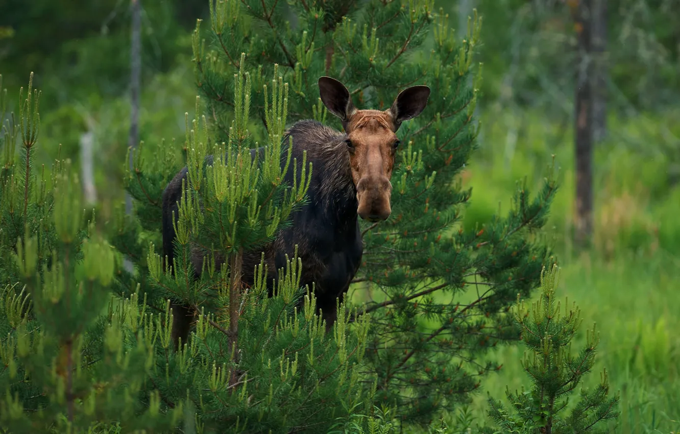 Photo wallpaper forest, animal, spruce, deer
