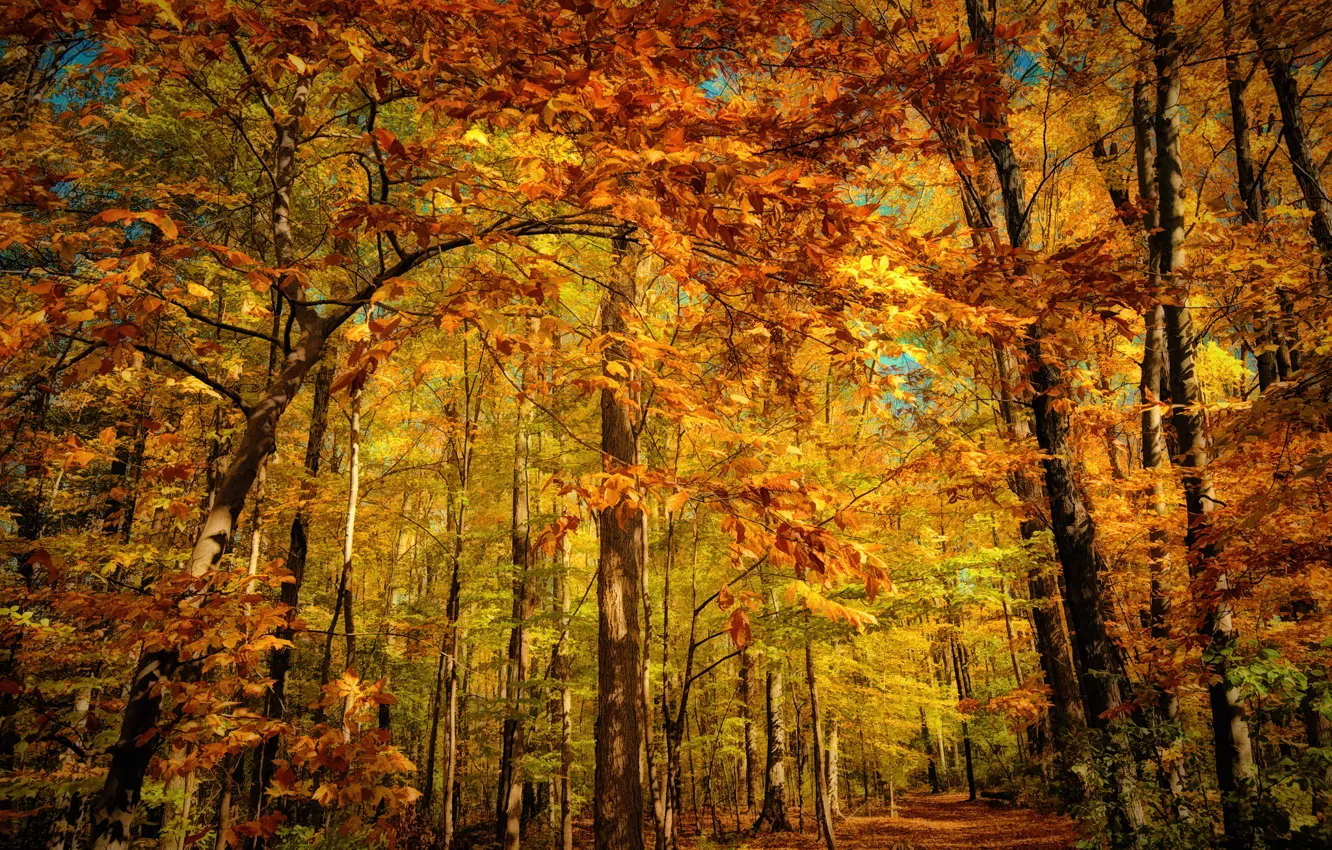 Photo wallpaper autumn, forest, foliage, orange, yellow