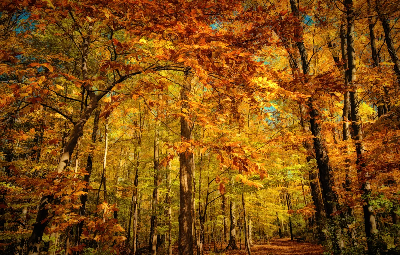Photo wallpaper autumn, forest, orange, yellow, foliage