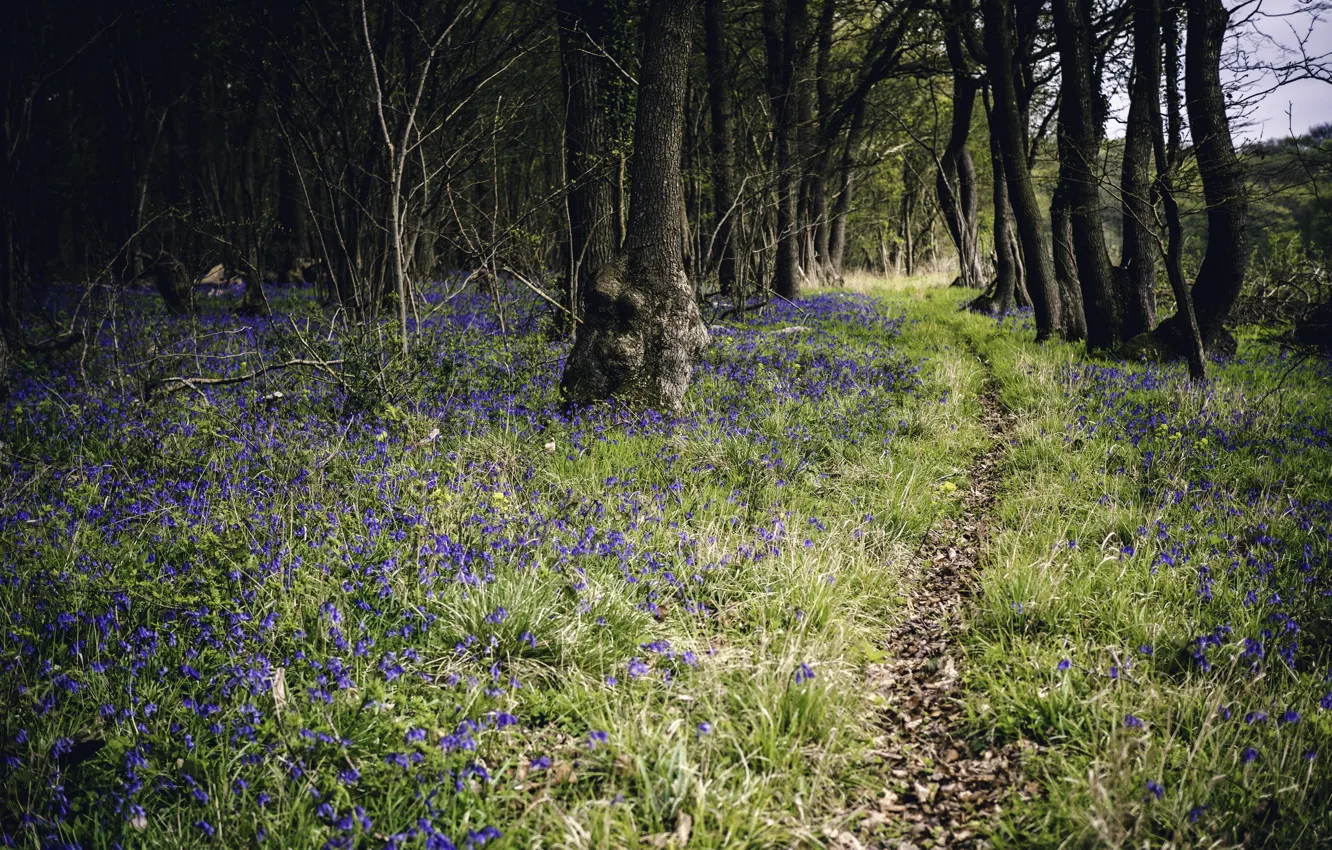 Photo wallpaper forest, flowers, spring, path
