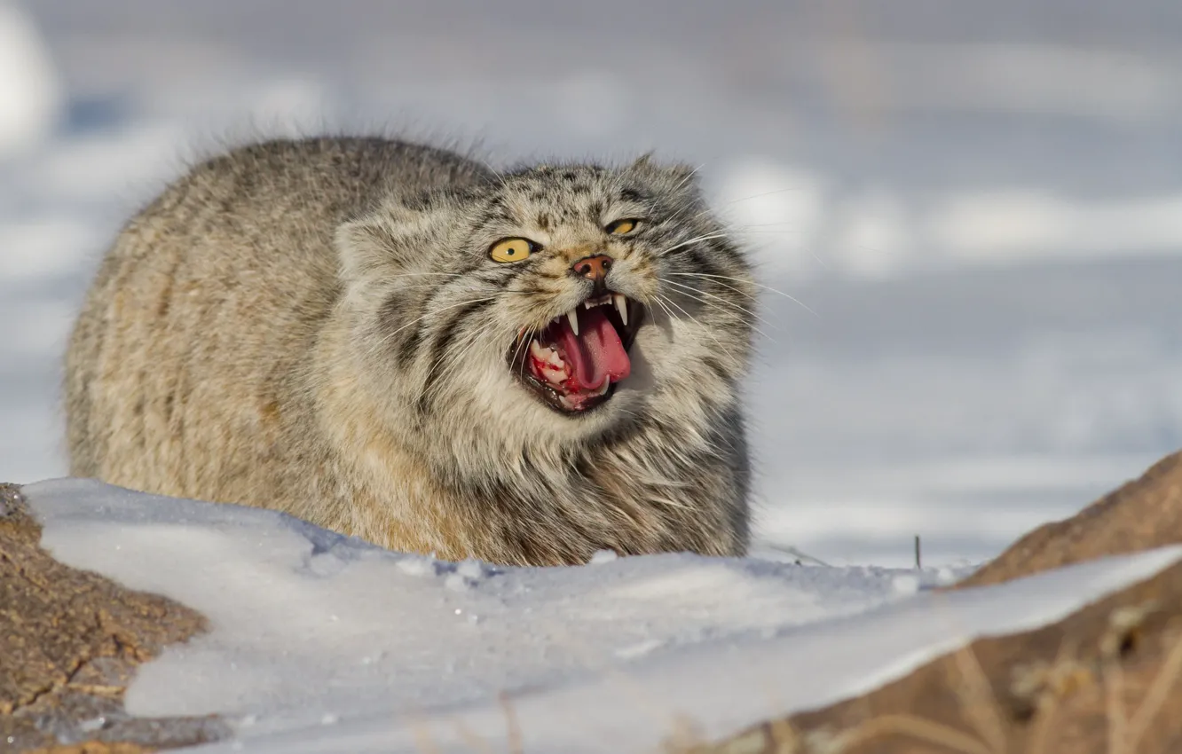 Photo wallpaper snow, grin, wild cat, manul, the Pallas cat