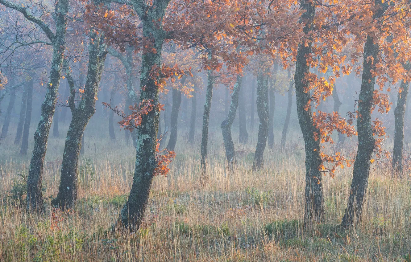 Photo wallpaper autumn, fog, foliage