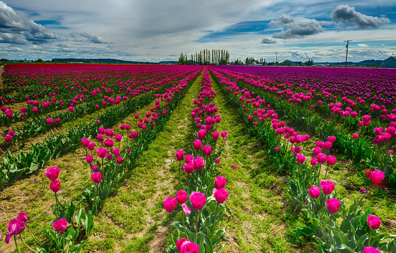 Photo wallpaper field, the sky, clouds, flowers, nature, tulips