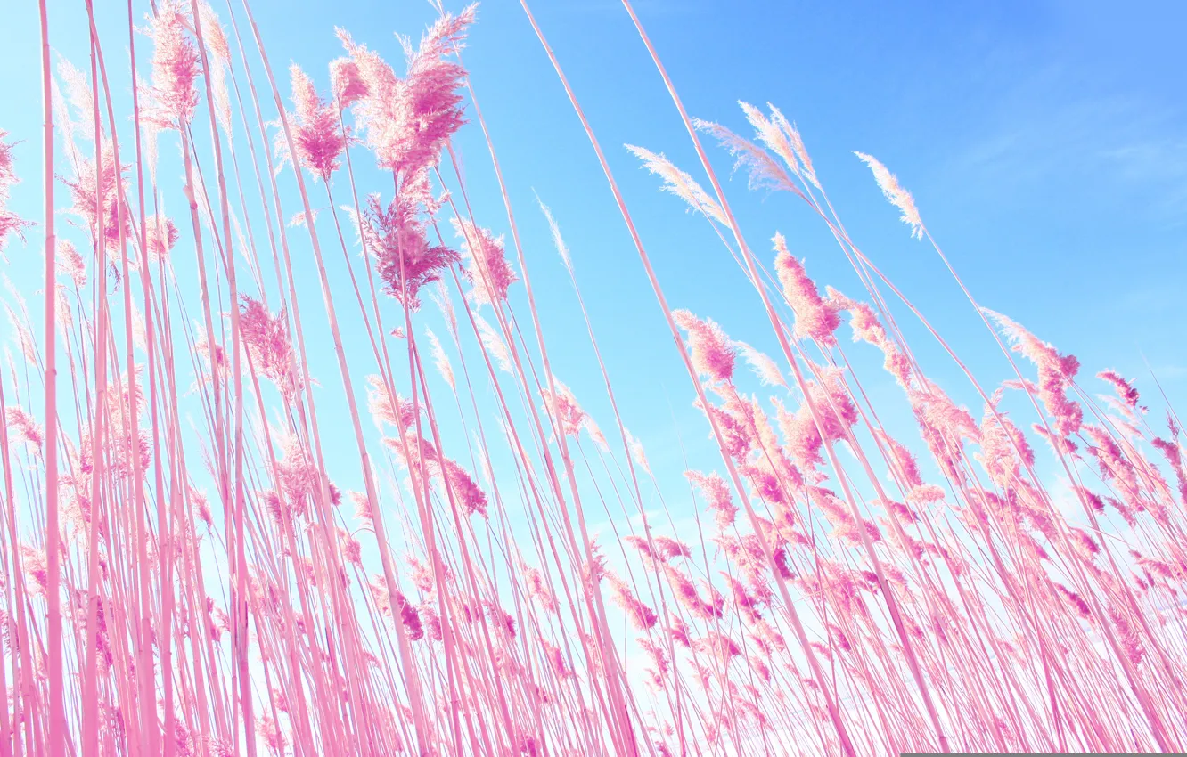 Photo wallpaper the sky, nature, blue, plant, spikelets, ears, pink, sky