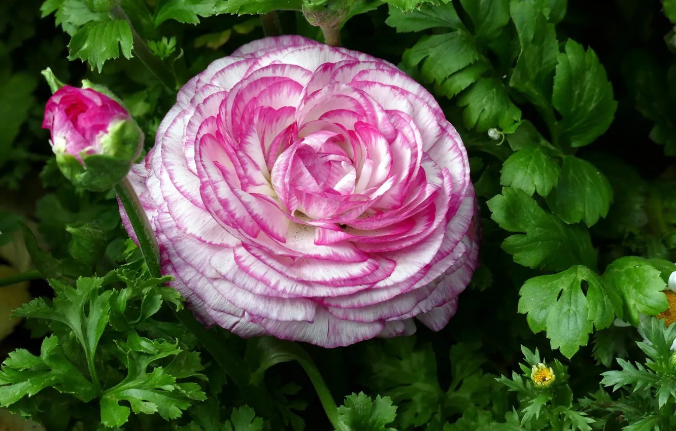Photo wallpaper macro, buttercups, Ranunculus, motley