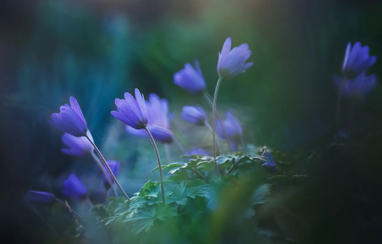 Photo wallpaper summer, macro, flowers, blue, spring