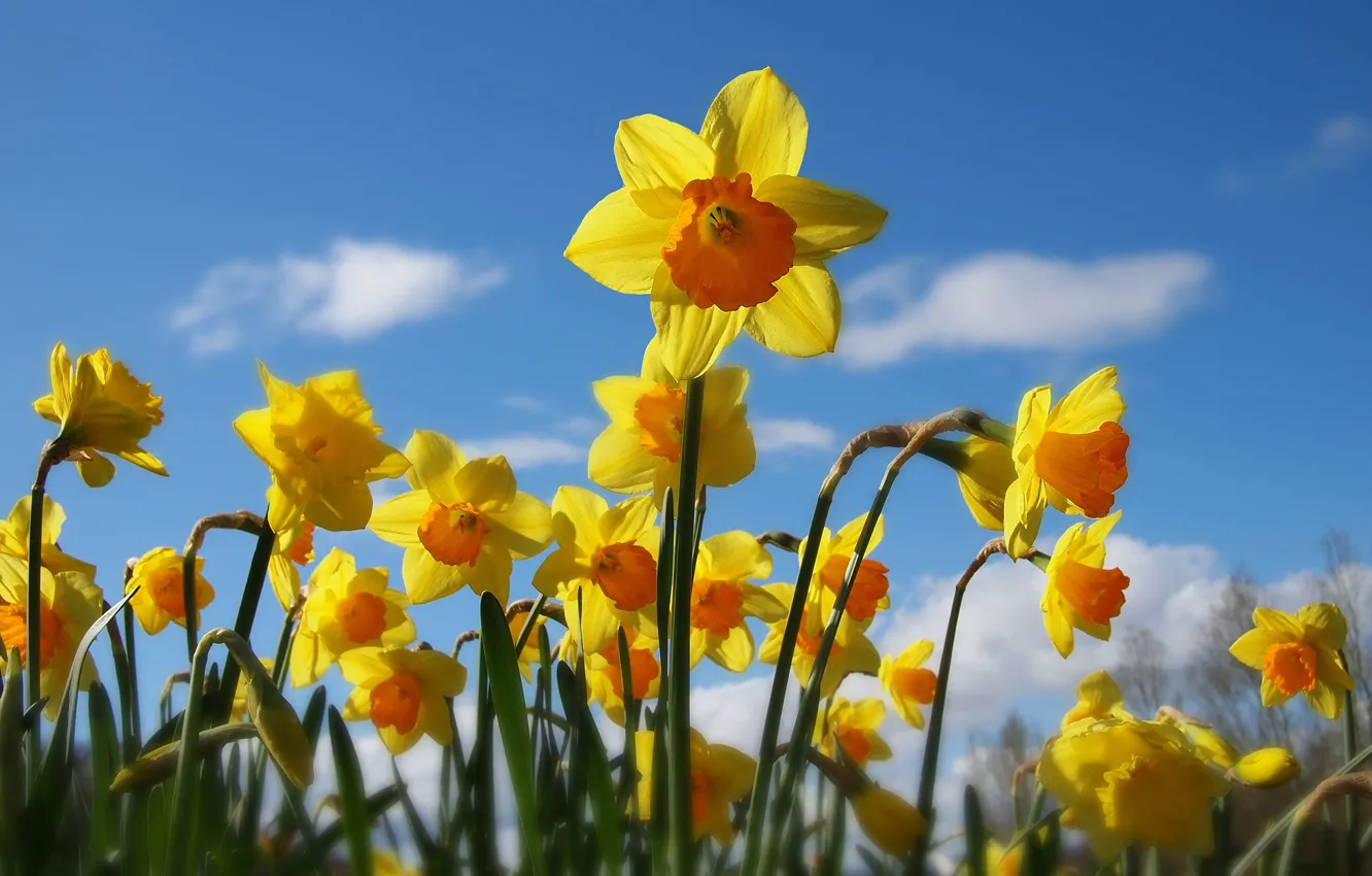 Photo wallpaper flowers, spring, daffodils
