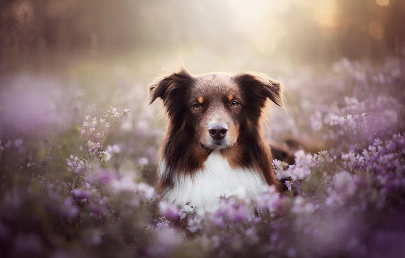 Photo wallpaper look, nature, pose, dog, face