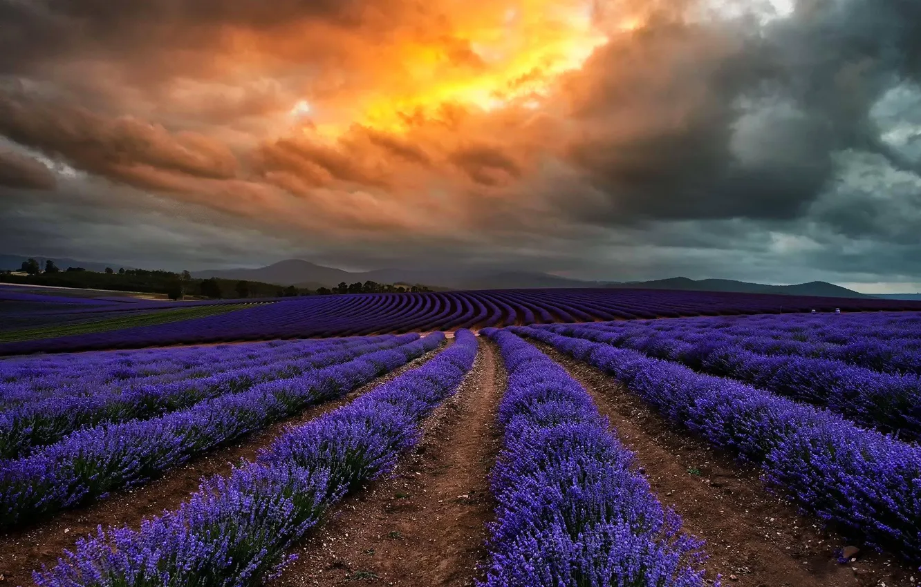 Photo wallpaper field, clouds, flowers, clouds, nature, Australia, lavender, Tasmania