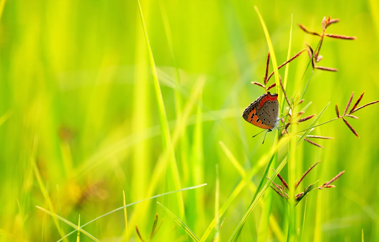 Photo wallpaper grass, butterfly, plant, ears