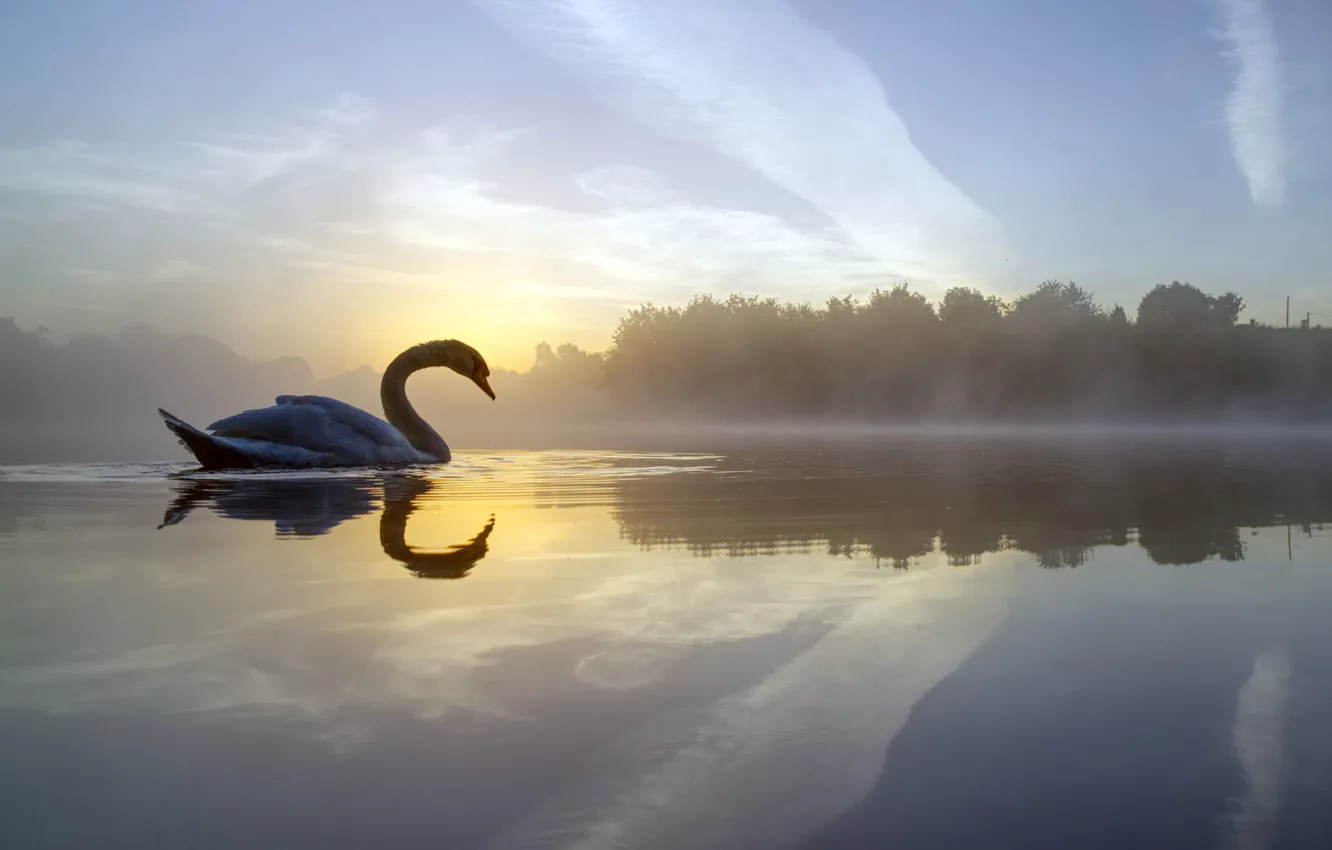 Photo wallpaper fog, lake, reflection, bird, England, morning, Swan, England