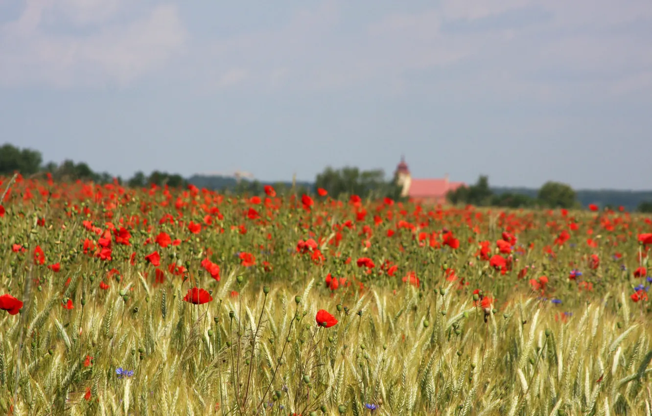 Photo wallpaper field, the sky, flowers, house, Maki, field of flowers, farm, red flowers