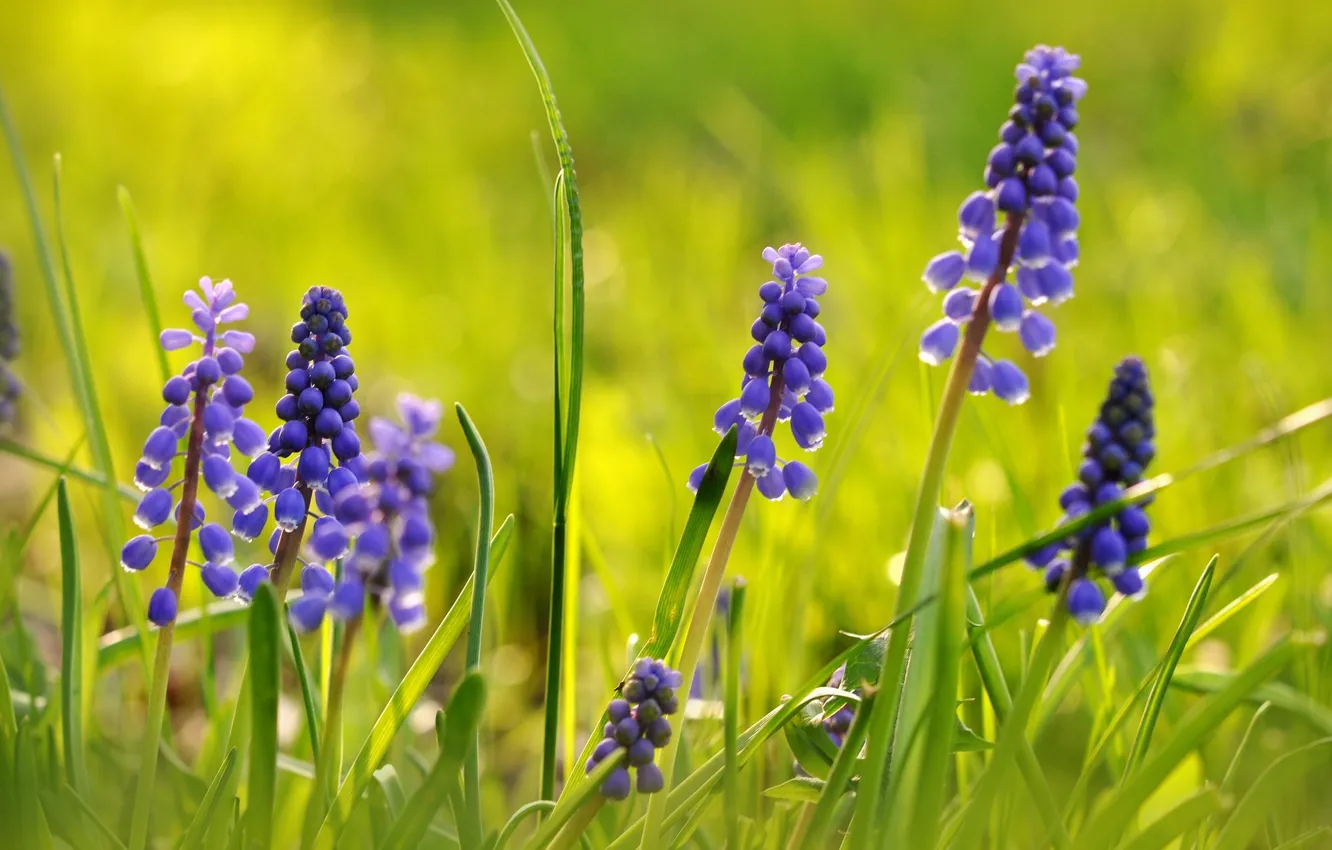 Photo wallpaper macro, Muscari, Viper onion, hyacinth mouse