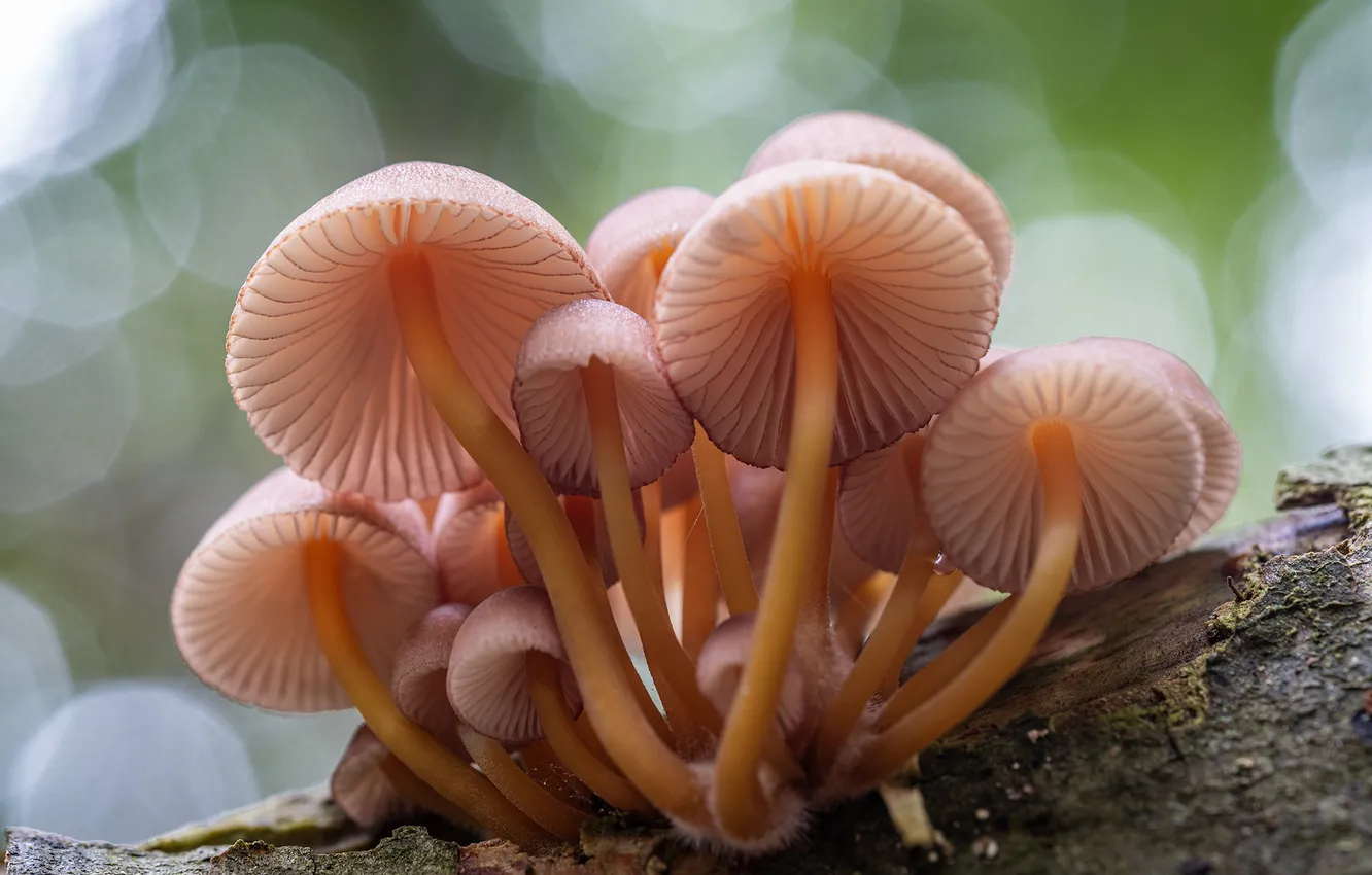 Photo wallpaper background, mushrooms, bokeh