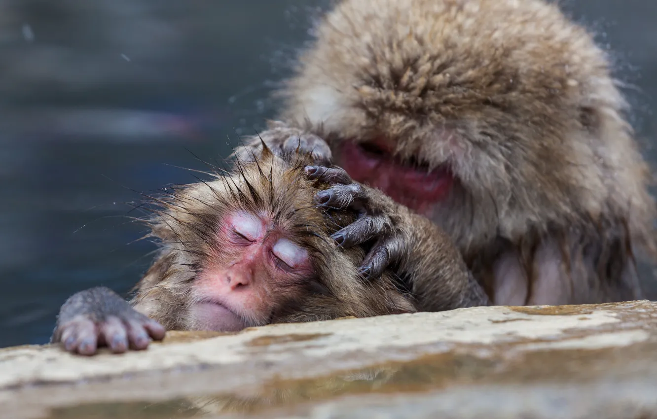 Photo wallpaper monkey, care, Japanese macaque