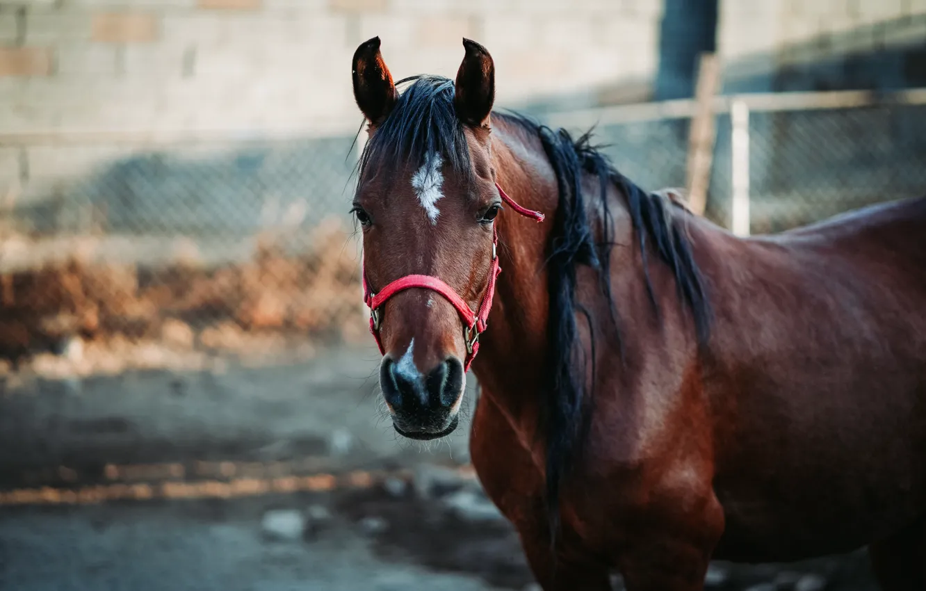 Photo wallpaper look, face, horse, mesh, horse, the fence, portrait, bokeh