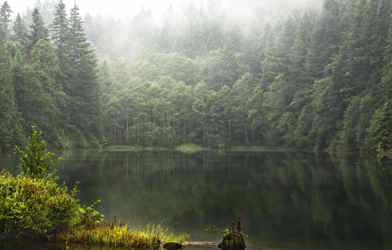 Photo wallpaper forest, summer, fog, lake