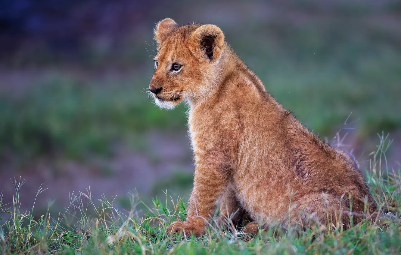 Photo wallpaper grass, cub, kitty, lion