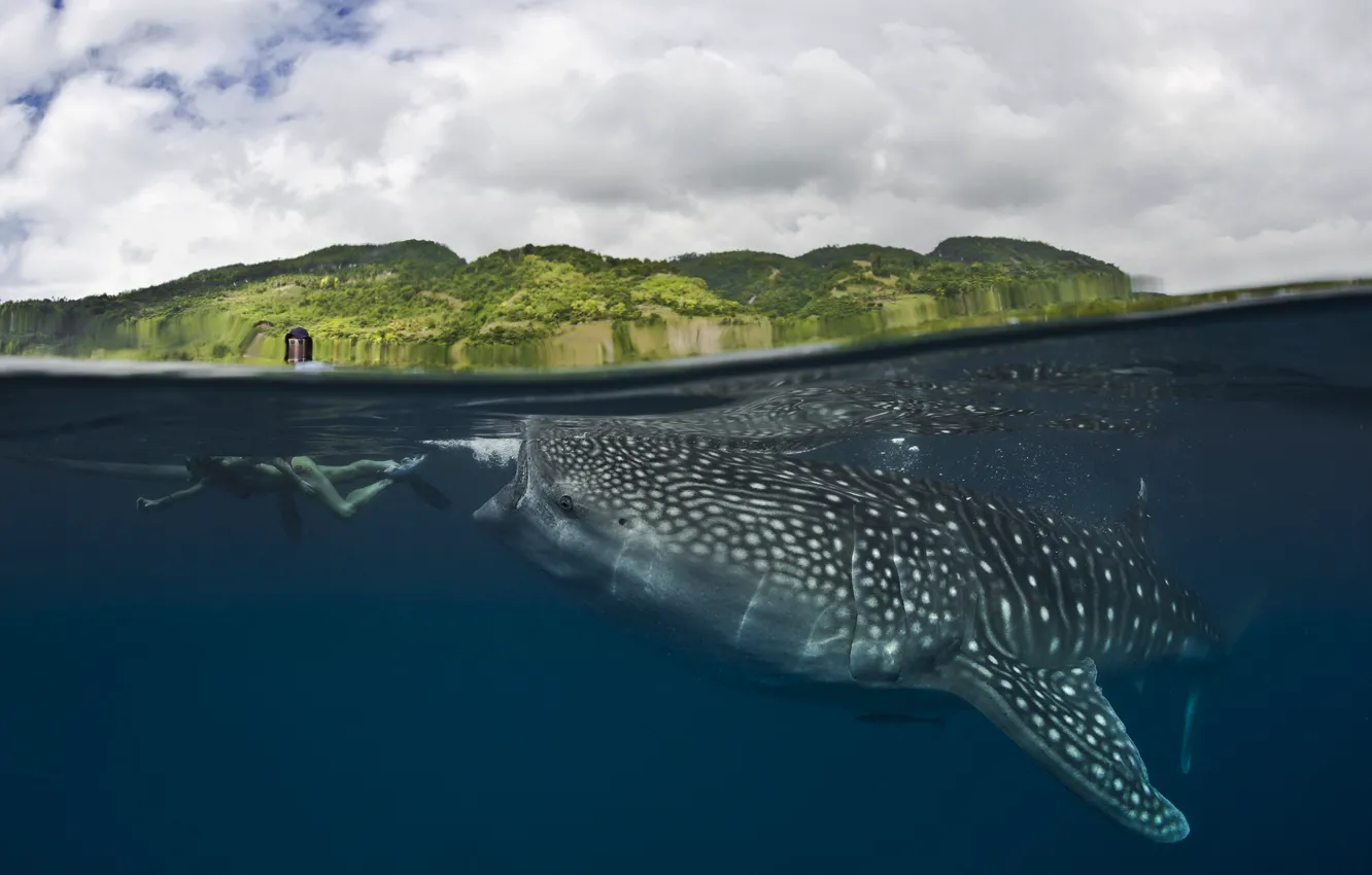 Photo wallpaper sea, water, girl, clouds, danger, shore, the situation, predator