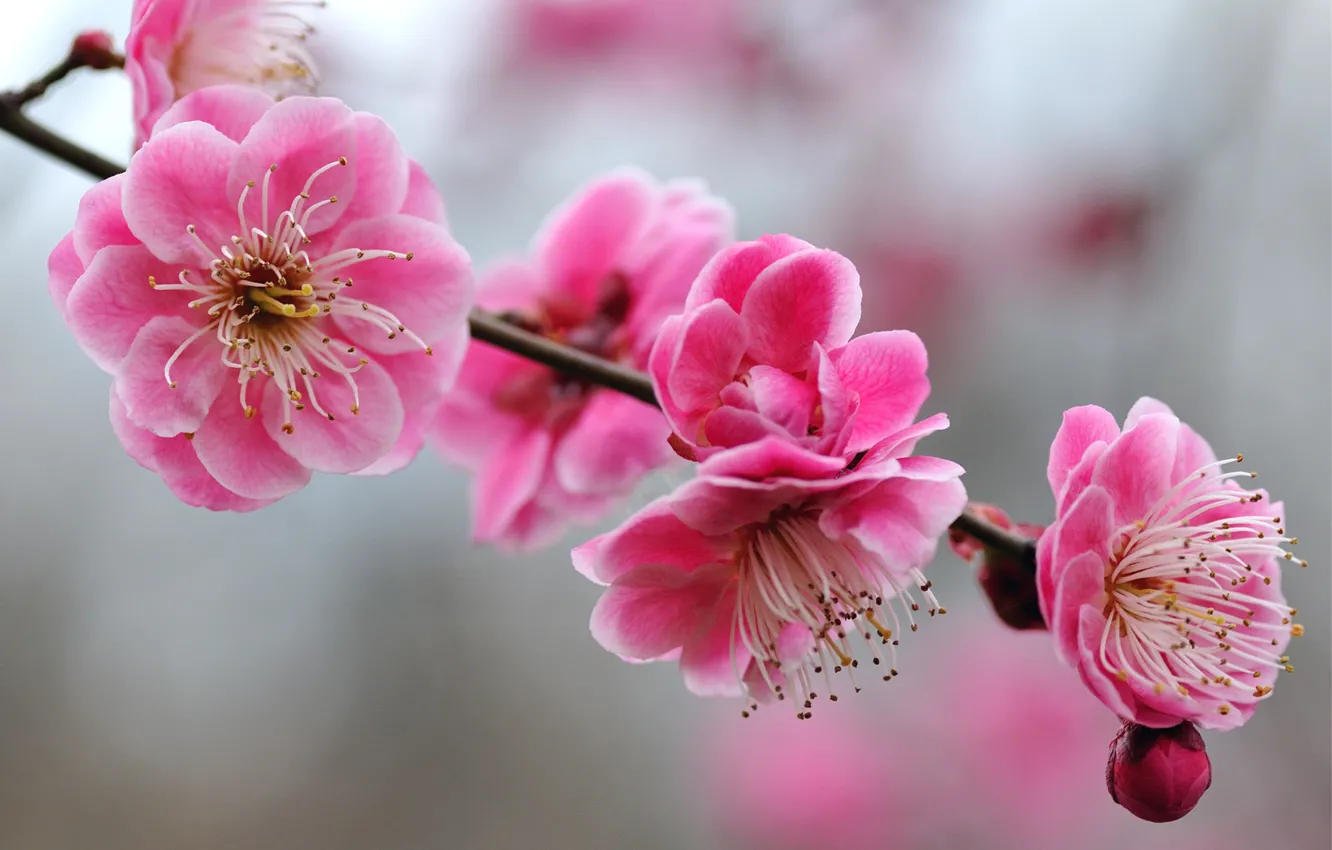 Photo wallpaper macro, trees, flowers, branches, sprig, bright, focus, blur