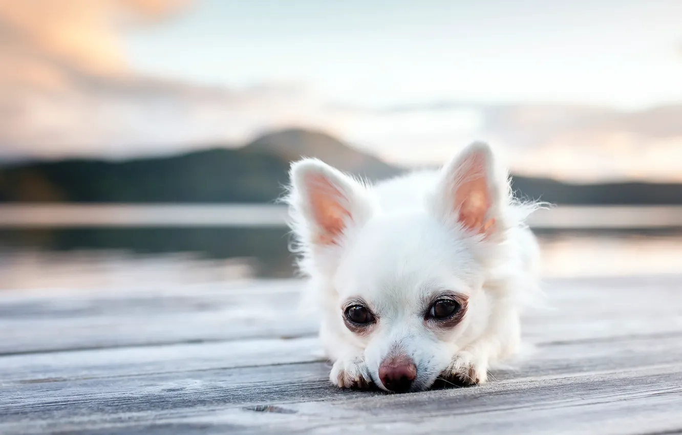 Photo wallpaper look, background, dog