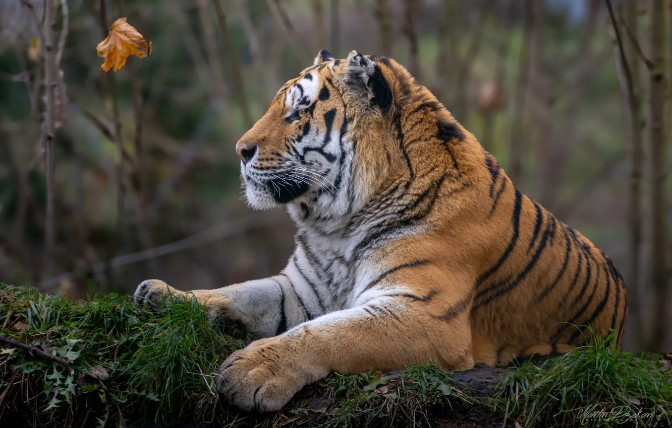 Photo wallpaper tiger, predator, big cat