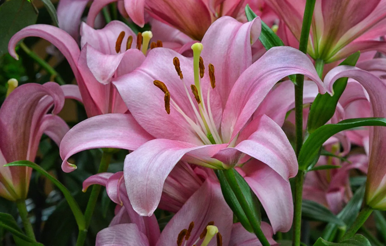 Photo wallpaper macro, flowers, Lily, petals, garden, pink, a lot