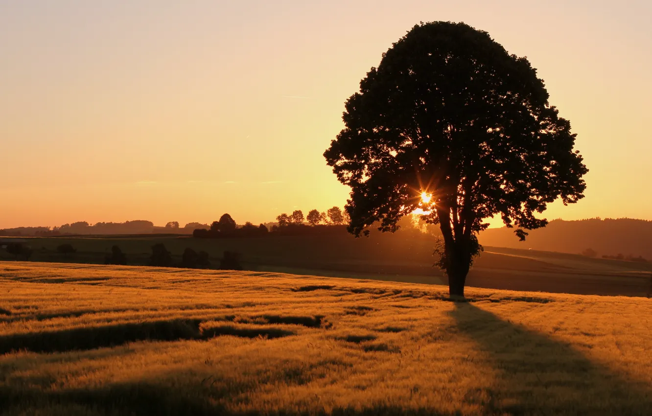 Photo wallpaper field, trees, landscape, sunset