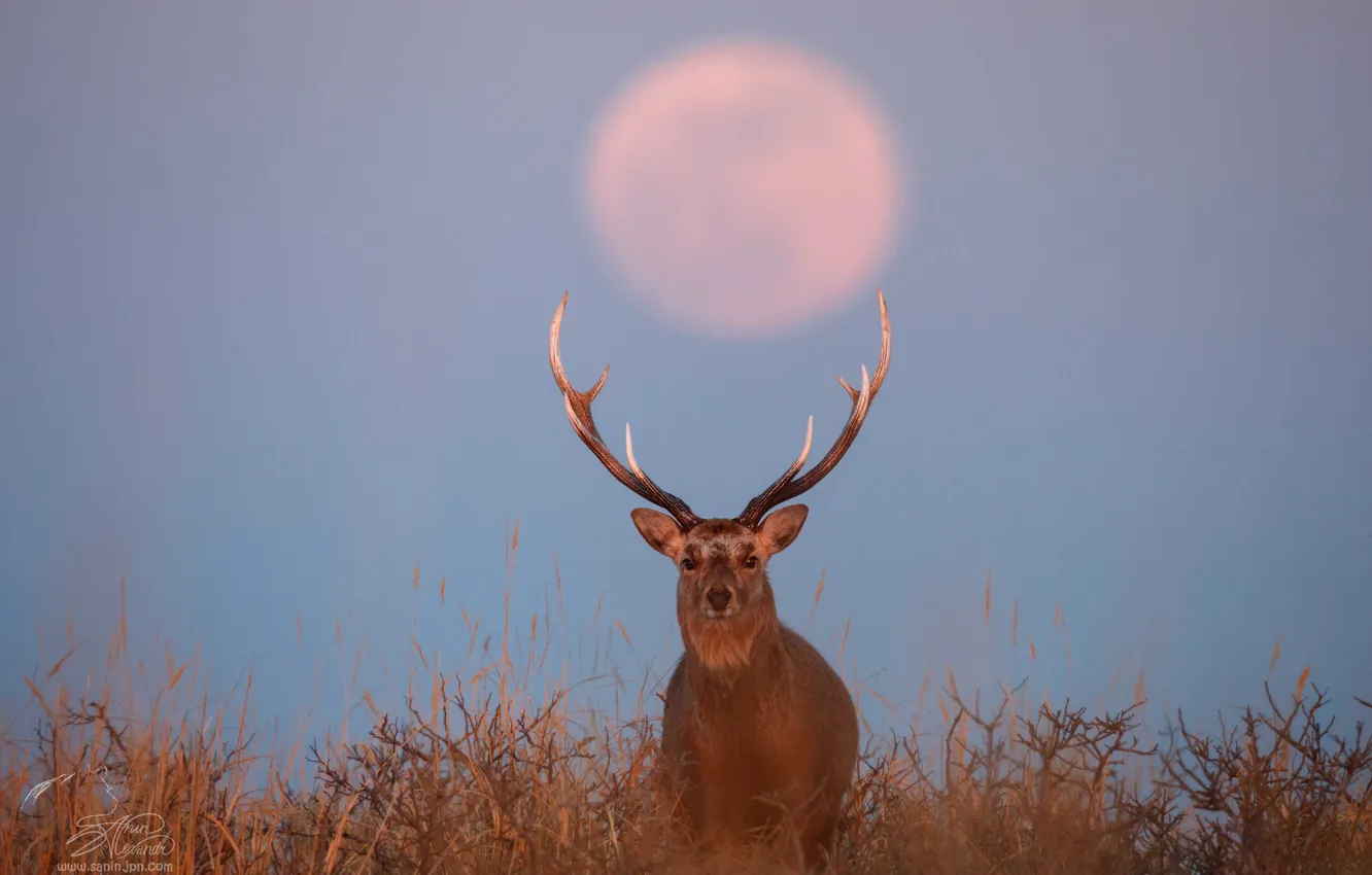 Photo wallpaper grass, the moon, deer, horns, Alexander Sanin, Super Moon Rising