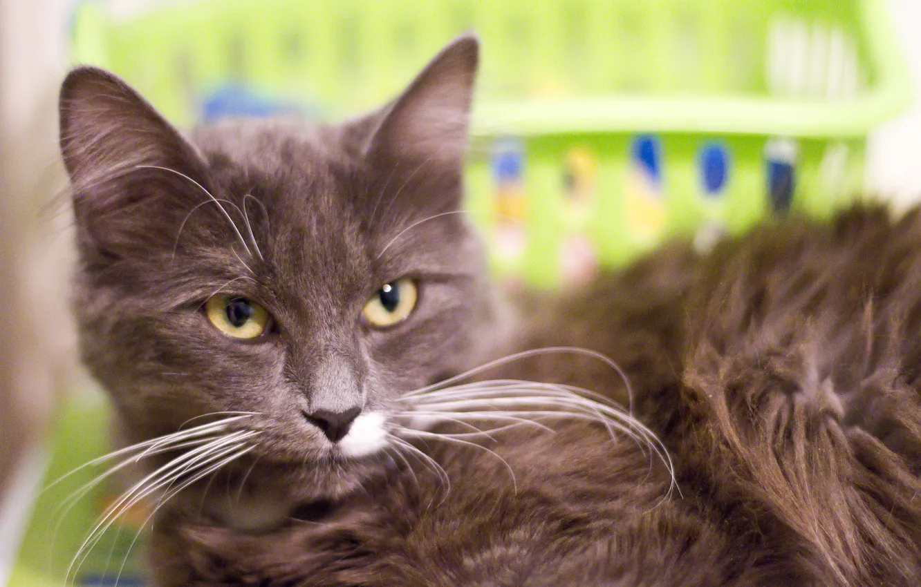 Photo wallpaper cat, eyes, cat, mustache, look, yellow, taupe