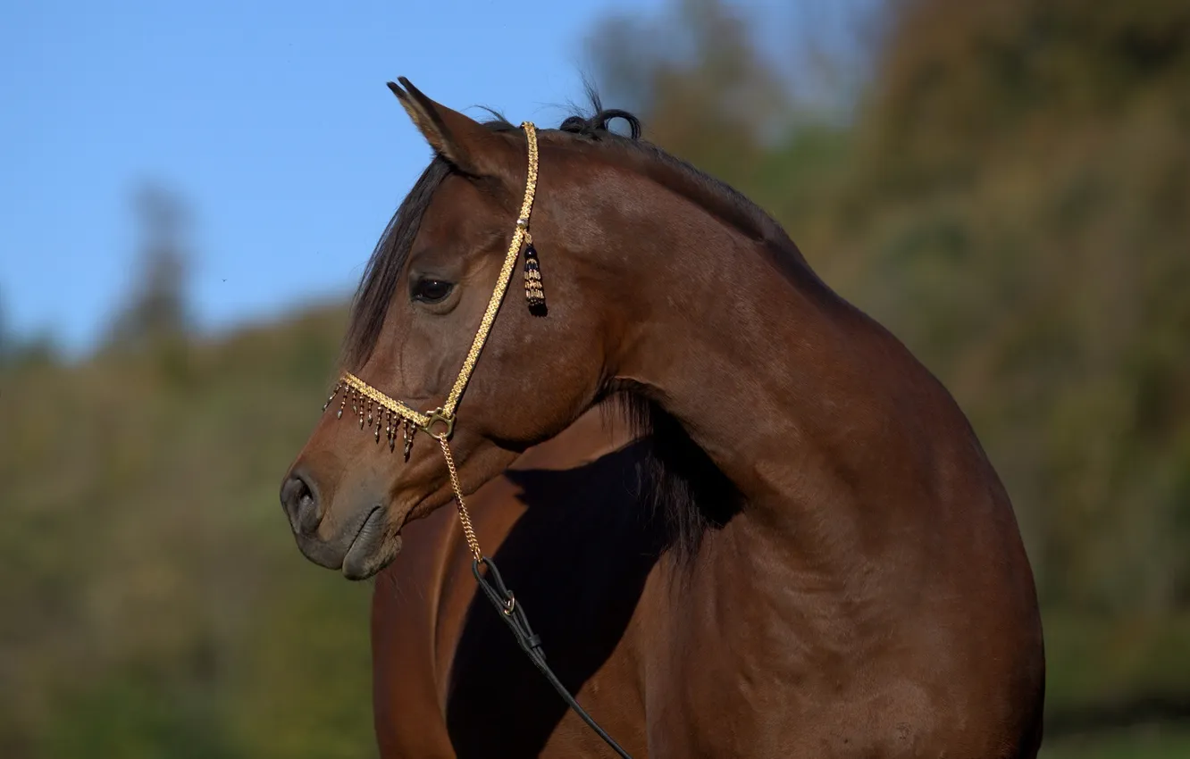 Photo wallpaper face, horse, horse, grace, profile, handsome, chestnut, (с) Oliver Seitz