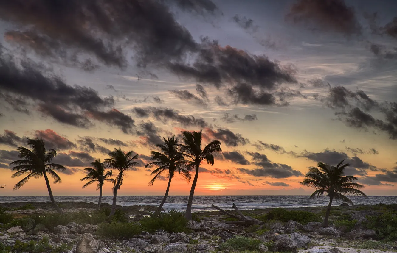 Photo wallpaper sea, the sky, clouds, palm trees, shore, the evening