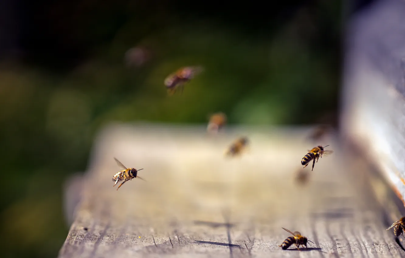 Photo wallpaper nature, bee, beehive