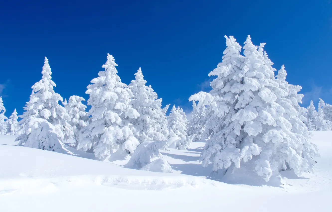 Photo wallpaper forest, the sky, snow, nature