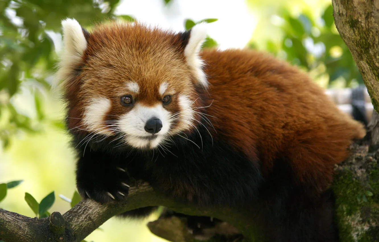 Photo wallpaper branches, wool, animal