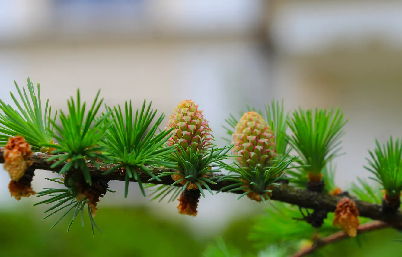 Photo wallpaper pine, twig, cone
