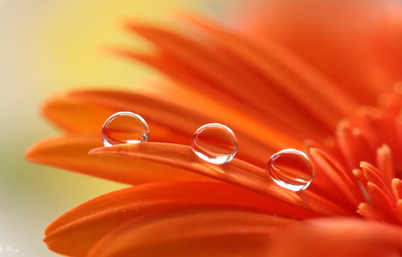Photo wallpaper water, drops, petals, gerbera