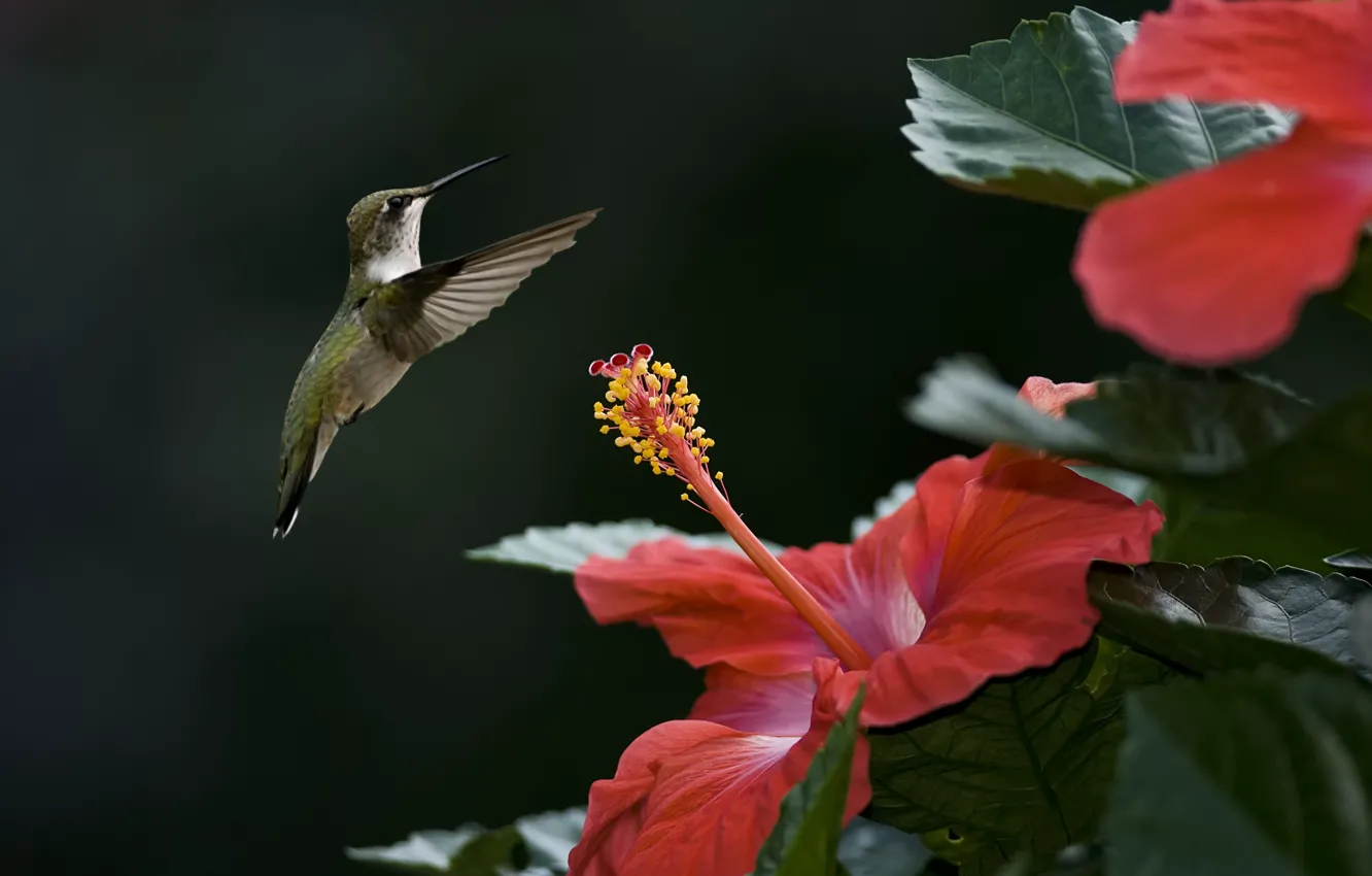 Photo wallpaper flower, bird, focus, Hummingbird, hibiscus